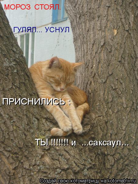 Котоматрица: МОРОЗ  СТОЯЛ. ГУЛЯЛ... УСНУЛ ПРИСНИЛИСЬ : ТЫ !!!!!!! и  ...саксаул...
