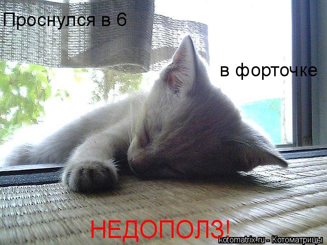 Котоматрица: Проснулся в 6 в форточке НЕДОПОЛЗ!