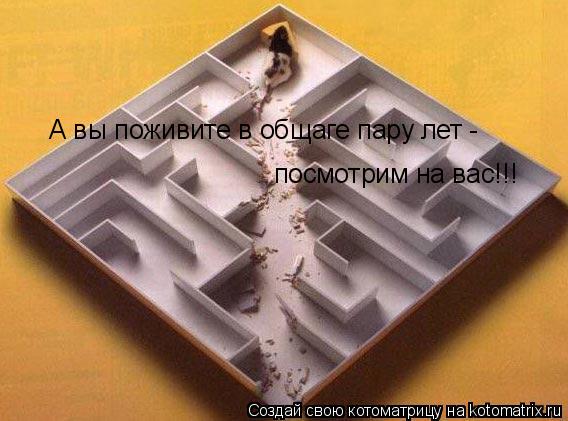А вы поживите в общаге пару лет - посмотрим на вас!!!... Котоматрица: А вы поживите в общаге пару лет - посмотрим на вас!!!