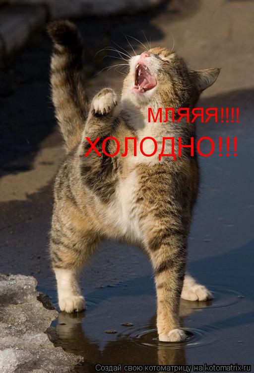 ХОЛОДНО!!! МЛЯЯЯ!!!!... Котоматрица: ХОЛОДНО!!! МЛЯЯЯ!!!!