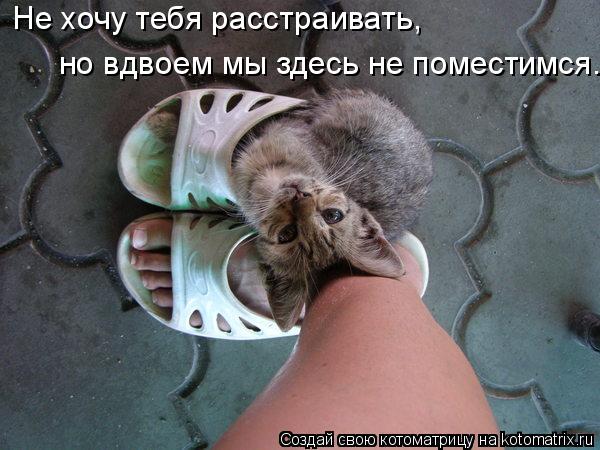 Не хочу тебя расстраивать, но вдвоем мы здесь не поместимся.... Котоматрица: Не хочу тебя расстраивать, но вдвоем мы здесь не поместимся.