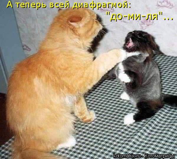 А теперь всей диафрагмой: "до-ми-ля"...... Котоматрица: А теперь всей диафрагмой: "до-ми-ля"...