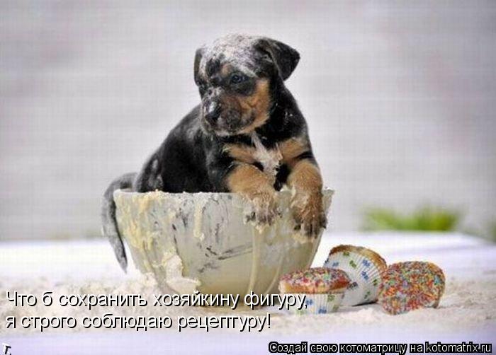 Что б сохранить хозяйкину фигуру, я строго соблюдаю рецептуру!... Котоматрица: Что б сохранить хозяйкину фигуру, я строго соблюдаю рецептуру!