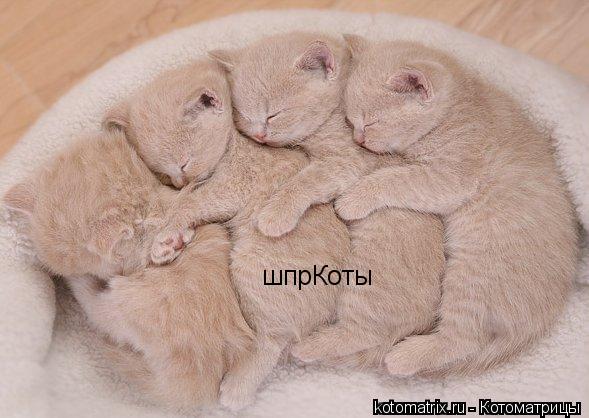 шпрКоты... Котоматрица: шпрКоты