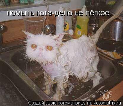 Котоматрица: помыть кота-дело не лёгкое...