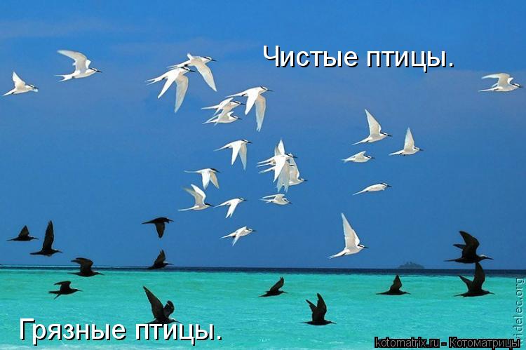Чистые птицы. Грязные птицы.... Котоматрица: Чистые птицы. Грязные птицы.