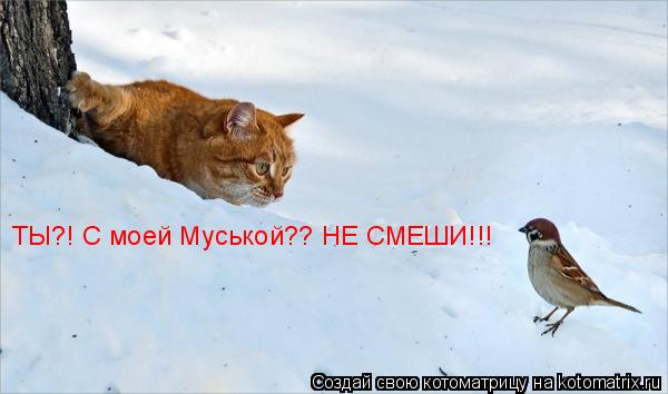 ТЫ?! С моей Муськой?? НЕ СМЕШИ!!!... Котоматрица: ТЫ?! С моей Муськой?? НЕ СМЕШИ!!!