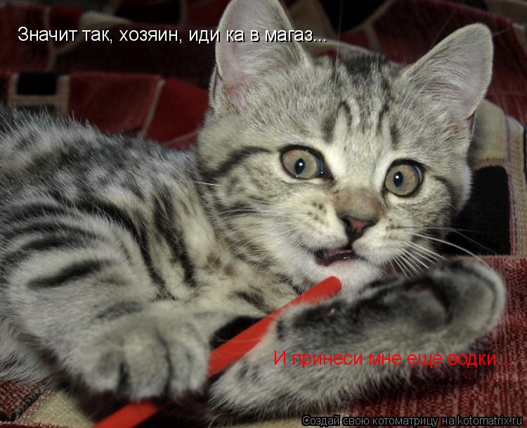 Значит так, хозяин, иди ка в магаз... И принеси мне еще водки...... Котоматрица: Значит так, хозяин, иди ка в магаз... И принеси мне еще водки...