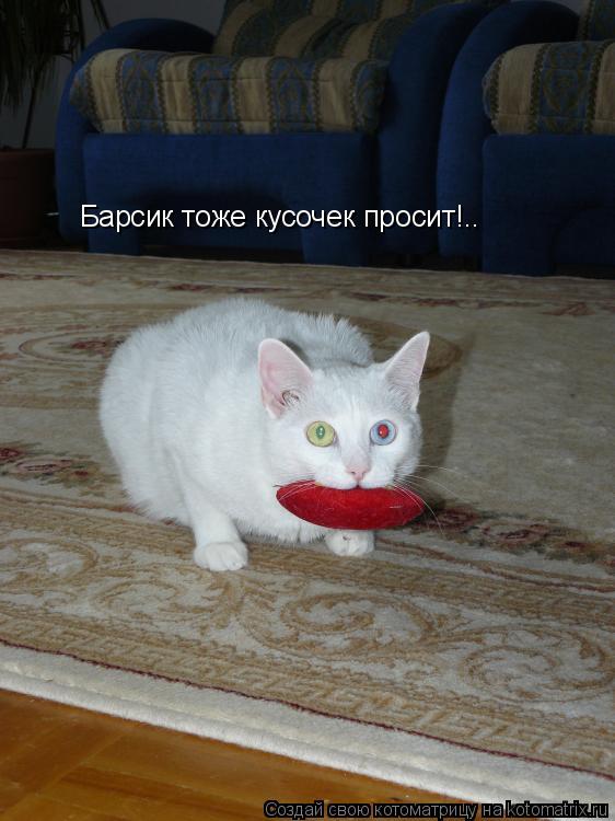 Барсик тоже кусочек просит!..... Котоматрица: Барсик тоже кусочек просит!..
