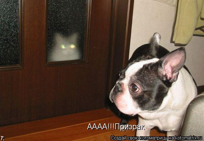 АААА!!!Призрак... Котоматрица: АААА!!!Призрак