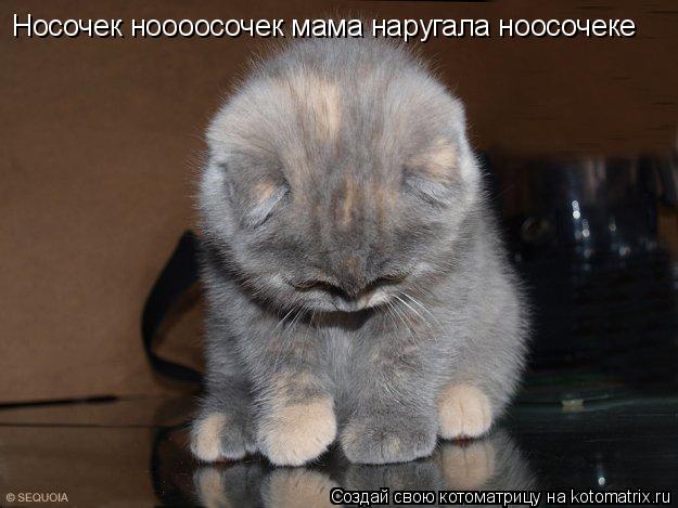 Носочек ноооосочек мама наругала ноосочеке... Котоматрица: Носочек ноооосочек мама наругала ноосочеке