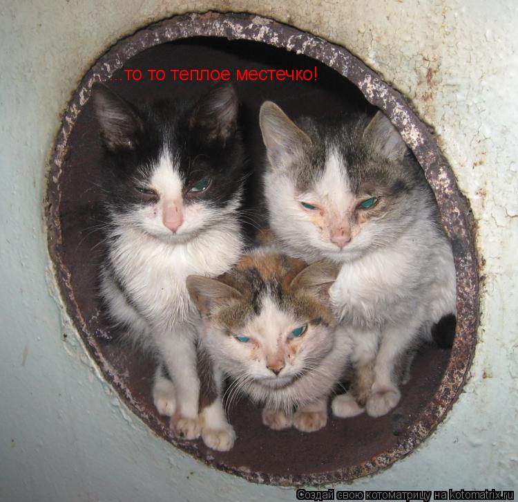 ...то то теплое местечко!... Котоматрица: ...то то теплое местечко!