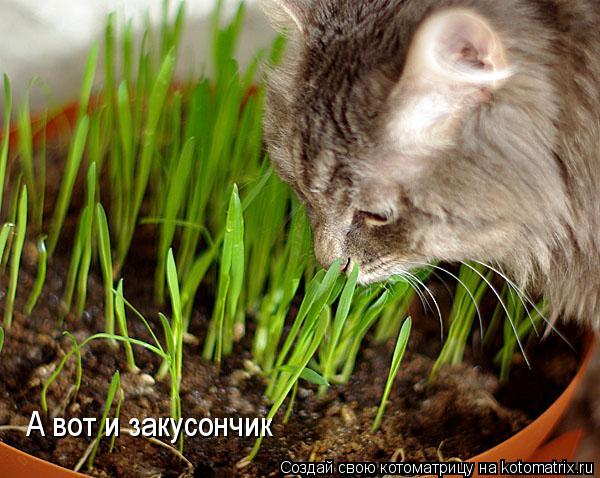 А вот и закусончик... Котоматрица: А вот и закусончик