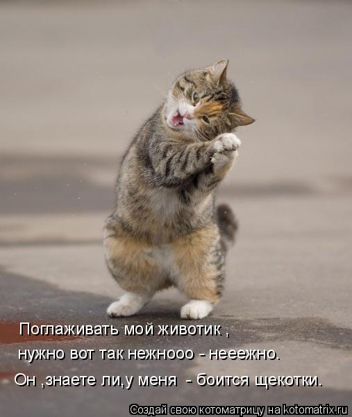 Котоматрица: Поглаживать мой животик , нужно вот так нежнооо - нееежно. Он ,знаете ли,у меня  - боится щекотки.