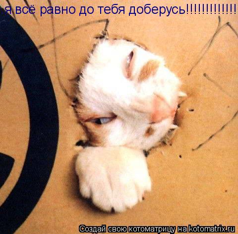 я всё равно до тебя доберусь!!!!!!!!!!!!!!!!!!... Котоматрица: я всё равно до тебя доберусь!!!!!!!!!!!!!!!!!!