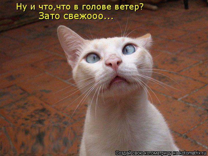 Ну и что,что в голове ветер? Зато свежооо...... Котоматрица: Ну и что,что в голове ветер? Зато свежооо...