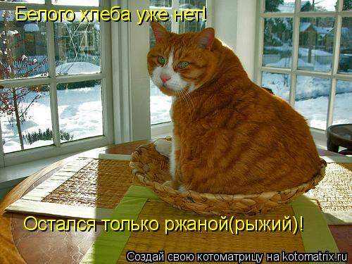 Белого хлеба уже нет! Остался только ржаной(рыжий)!... Котоматрица: Белого хлеба уже нет! Остался только ржаной(рыжий)!