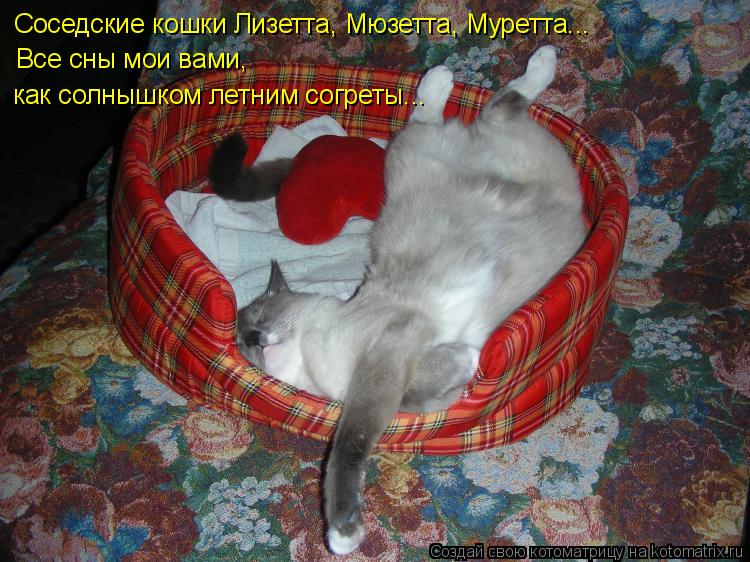 Соседские кошки Лизетта, Мюзетта, Муретта... Все сны мои вами, как солнышком летним согреты...... Котоматрица: Соседские кошки Лизетта, Мюзетта, Муретта... Все сны мои вами, как солнышком летним согреты...