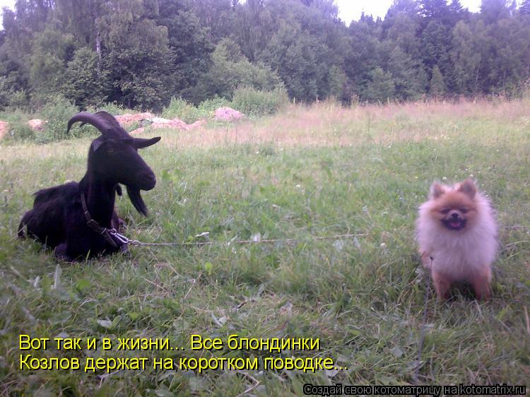 Козлов держат на коротком поводке... Вот так и в жизни... Все блондинки... Котоматрица: Козлов держат на коротком поводке... Вот так и в жизни... Все блондинки