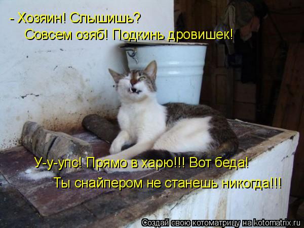 Котоматрица: У-у-упс! Прямо в харю!!! Вот беда!  Ты снайпером не станешь никогда!!! - Хозяин! Слышишь? Совсем озяб! Подкинь дровишек!