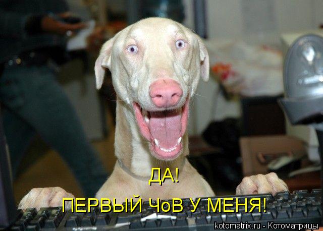 ДА! ПЕРВЫЙ ЧоВ У МЕНЯ!... Котоматрица: ДА! ПЕРВЫЙ ЧоВ У МЕНЯ!