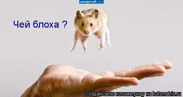 Чей блоха ?... Котоматрица: Чей блоха ?