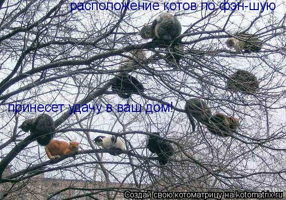 расположение котов по фэн-шую принесет удачу в ваш дом!... Котоматрица: расположение котов по фэн-шую принесет удачу в ваш дом!