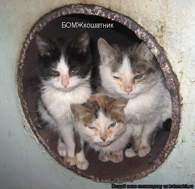 БОМЖкошатник... Котоматрица: БОМЖкошатник