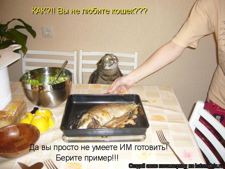 КАК?!! Вы не любите кошек??? Да вы просто не умеете ИМ готовить! Берите пример!!!... Котоматрица: КАК?!! Вы не любите кошек??? Да вы просто не умеете ИМ готовить! Берите пример!!!