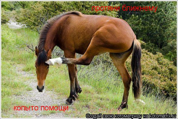 копыто помощи протяни ближнему... Котоматрица: копыто помощи протяни ближнему