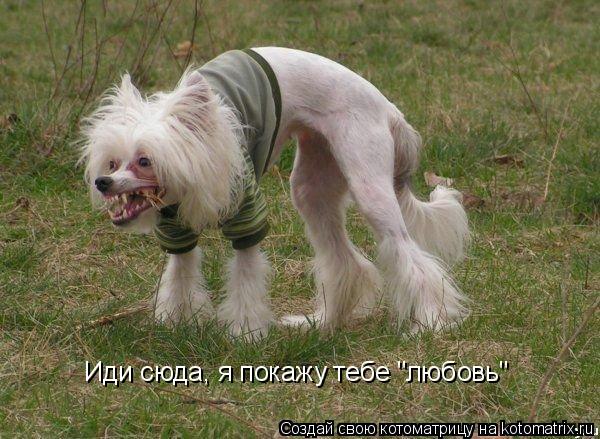 Иди сюда, я покажу тебе "любовь"... Котоматрица: Иди сюда, я покажу тебе "любовь"