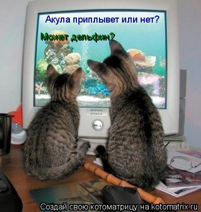 Акула приплывет или нет? Может дельфин?... Котоматрица: Акула приплывет или нет? Может дельфин?
