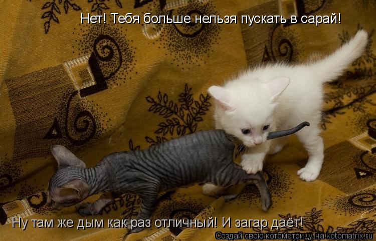 Нет! Тебя больше нельзя пускать в сарай! Ну там же дым как раз отличный! И загар даёт!... Котоматрица: Нет! Тебя больше нельзя пускать в сарай! Ну там же дым как раз отличный! И загар даёт!