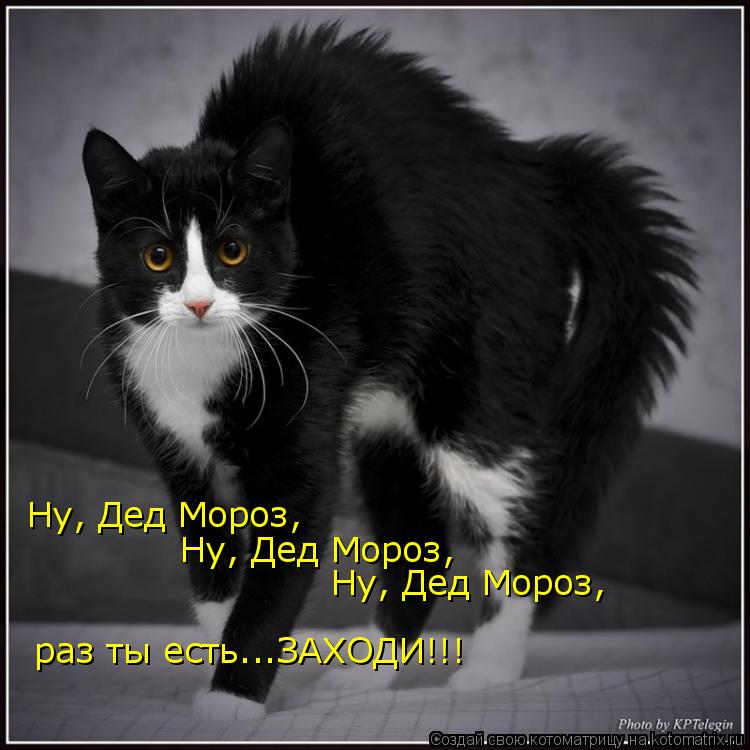 Ну, Дед Мороз, Ну, Дед Мороз, Ну, Дед Мороз, раз ты есть...ЗАХОДИ!!!... Котоматрица: Ну, Дед Мороз, Ну, Дед Мороз, Ну, Дед Мороз, раз ты есть...ЗАХОДИ!!!