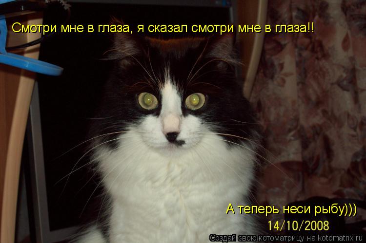Смотри мне в глаза, я сказал смотри мне в глаза!! А теперь неси рыбу)))... Котоматрица: Смотри мне в глаза, я сказал смотри мне в глаза!! А теперь неси рыбу)))
