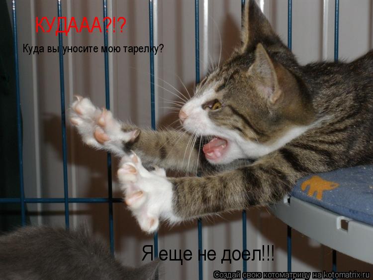 КУДААА?!? Куда вы уносите мою тарелку? Я еще не доел!!!... Котоматрица: КУДААА?!? Куда вы уносите мою тарелку? Я еще не доел!!!