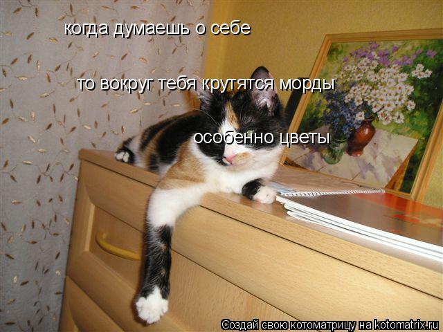 когда думаешь о себе то вокруг тебя крутятся морды особенно цветы... Котоматрица: когда думаешь о себе то вокруг тебя крутятся морды особенно цветы