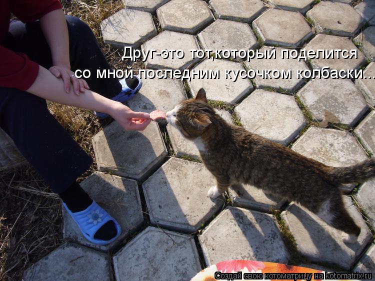 Друг-это тот,который поделится со мной последним кусочком колбаски...... Котоматрица: Друг-это тот,который поделится со мной последним кусочком колбаски...