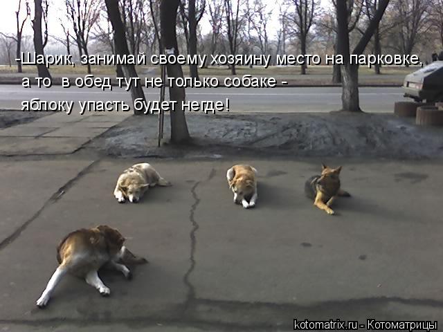Котоматрица: -Шарик, занимай своему хозяину место на парковке,  а то  в обед тут не только собаке -  яблоку упасть будет негде!