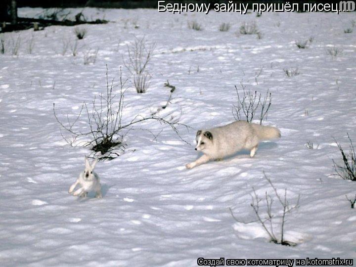 Котоматрица: Бедному зайцу пришёл писец...