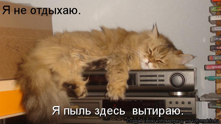 Котоматрица: Я не отдыхаю.  Я пыль здесь  вытираю.