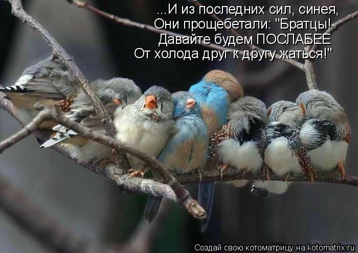 Котоматрица: ...И из последних сил, синея, Они прощебетали: "Братцы! Давайте будем ПОСЛАБЕЕ От холода друг к другу жаться!"