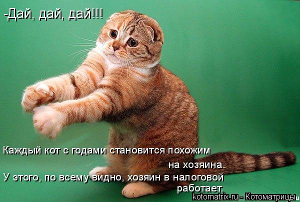 Котоматрица: -Дай, дай, дай!!! Каждый кот с годами становится похожим  на хозяина. У этого, по всему видно, хозяин в налоговой  работает.