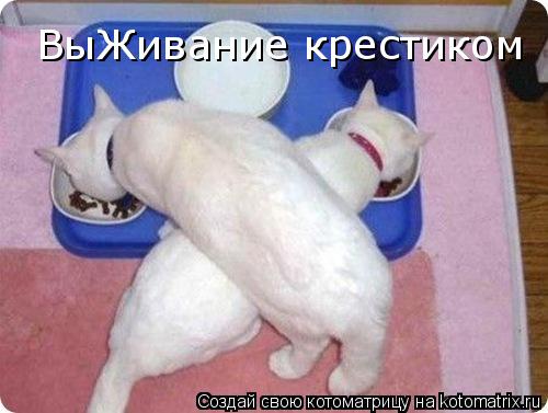 Котоматрица: ВыЖивание крестиком