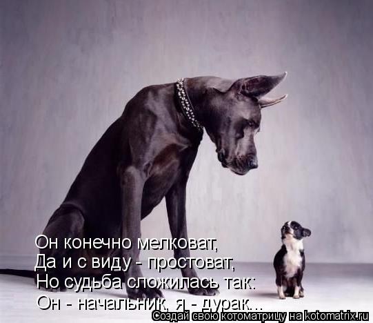 Котоматрица: Он конечно мелковат, Да и с виду - простоват, Но судьба сложилась так: Он - начальник, я - дурак...