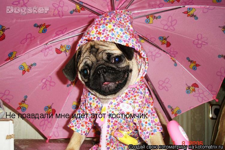 Не правдали мне идет этот костюмчик.... Котоматрица: Не правдали мне идет этот костюмчик.
