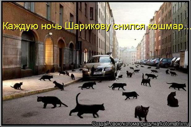 Котоматрица: Каждую ночь Шарикову снился кошмар....