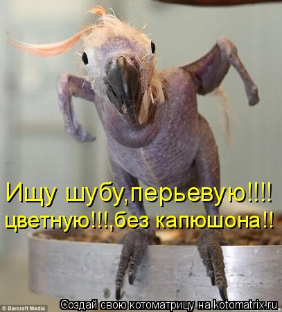 Ищу шубу,перьевую!!!! цветную!!!,без капюшона!!... Котоматрица: Ищу шубу,перьевую!!!! цветную!!!,без капюшона!!