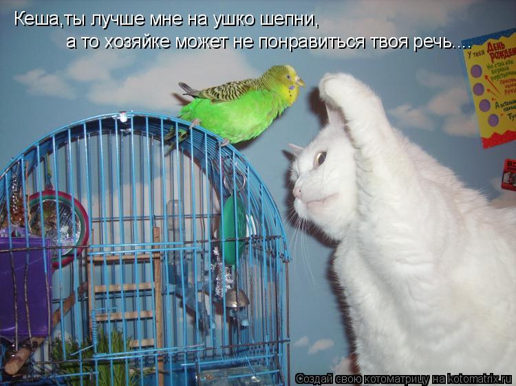Кеша,ты лучше мне на ушко шепни, а то хозяйке может не понравиться твоя речь....... Котоматрица: Кеша,ты лучше мне на ушко шепни, а то хозяйке может не понравиться твоя речь....