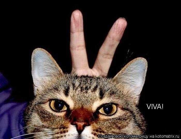 Котоматрица: VIVA!